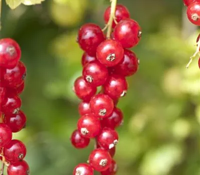 Ribes rubrum 'Red Lake' CAC I