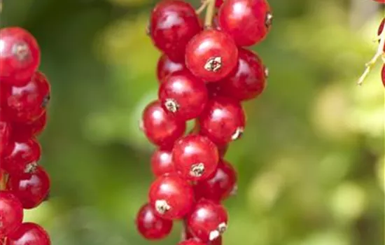 Ribes rubrum 'Red Lake' CAC I