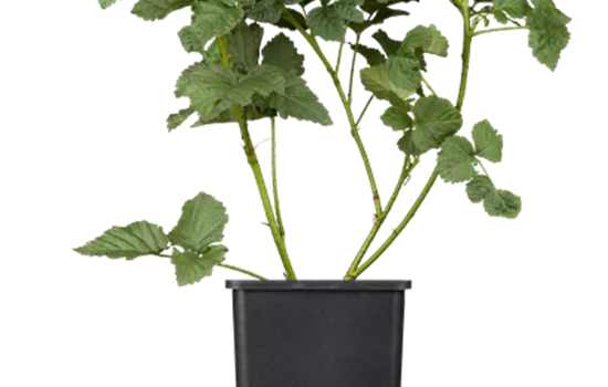 Rubus frut. x idae. 'Tayberry'