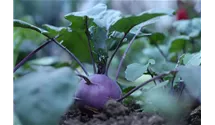 Kohlrabi blau