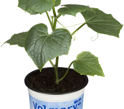 Cucumis sativus Cucumis sativus