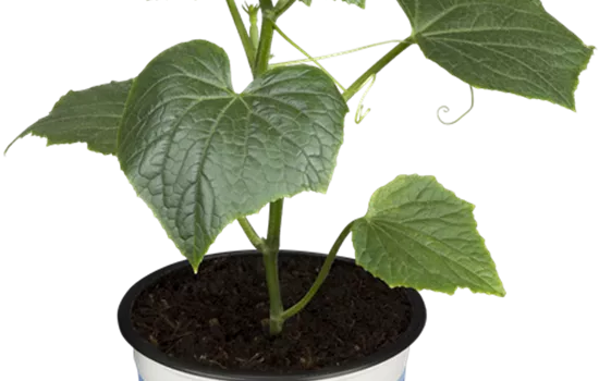 Cucumis sativus