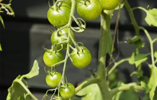 Solanum lycopersicum 'Cocktailtomate', rot