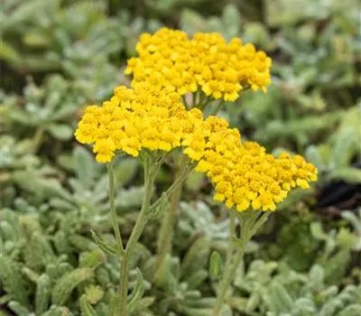 Achillea tomentosa 'Aurea' Achillea tomentosa 'Aurea'