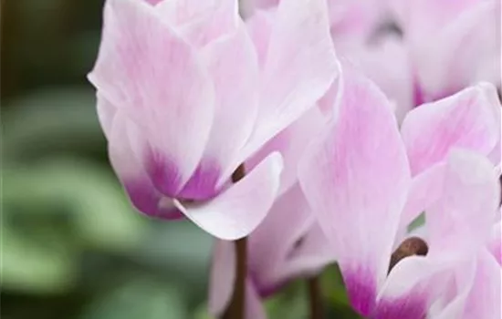 Cyclamen i.S.