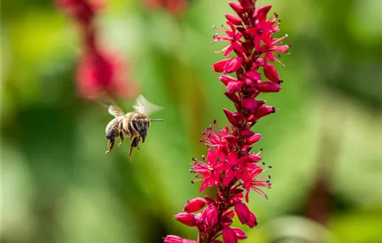 Bienenfreundliche Balkonpflanzen für Bienensnacks in der Stadt Bienenfreundliche Balkonpflanzen für Bienensnacks in der Stadt