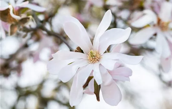 Frühblühende Gehölze zum Start ins neue Gartenjahr Frühblühende Gehölze zum Start ins neue Gartenjahr