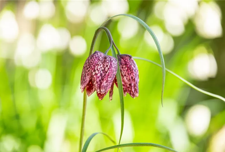 Fritillaria meleagris Fritillaria meleagris