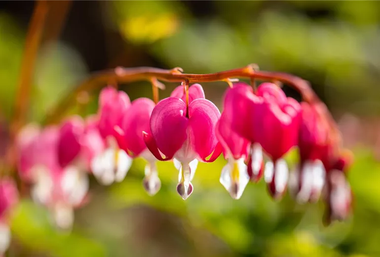 Dicentra spectabilis Dicentra spectabilis