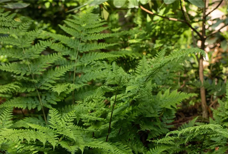 Dryopteris dilatata Dryopteris dilatata