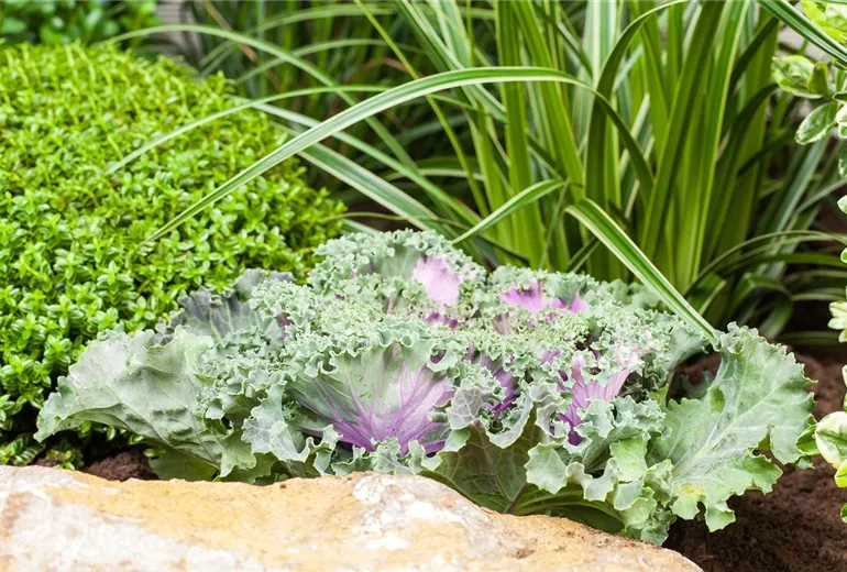 Brassica oleracea var. acephala Brassica oleracea var. acephala