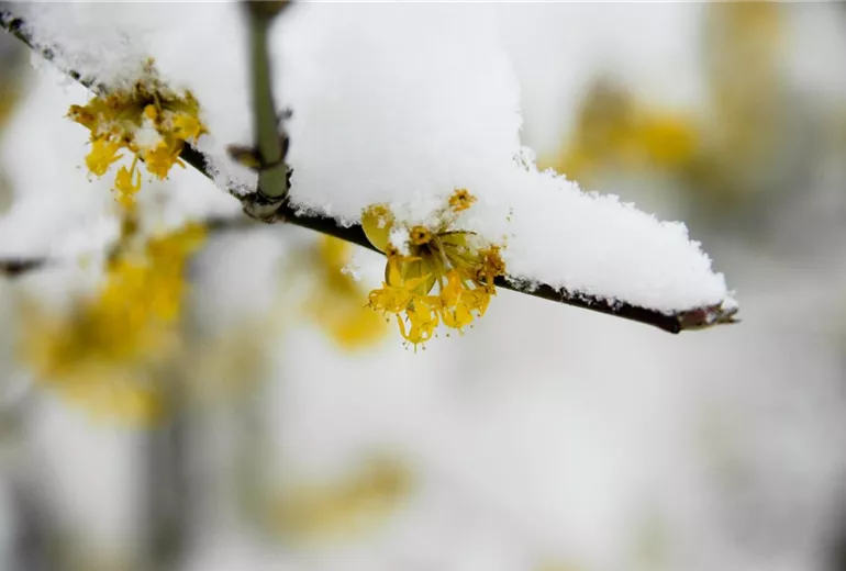 Cornus mas Cornus mas