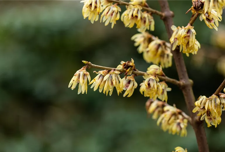 Chimonanthus praecox Chimonanthus praecox