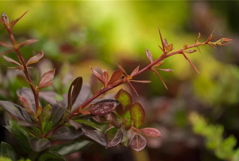 Berberis x media 'Red Jewel' Berberis x media 'Red Jewel'