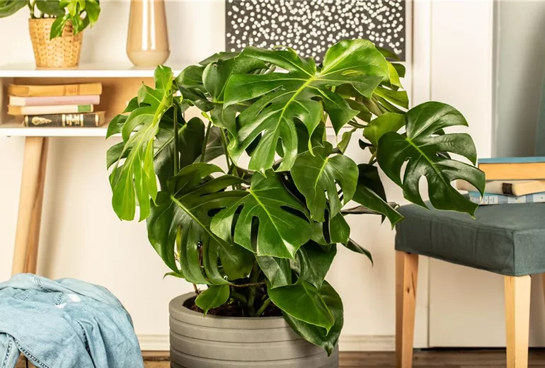 Monstera deliciosa