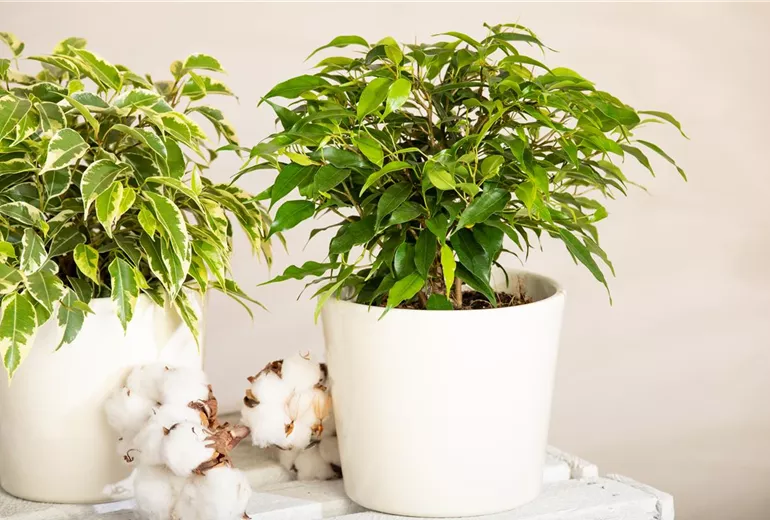 Ficus benjamina 'Green Kinky'