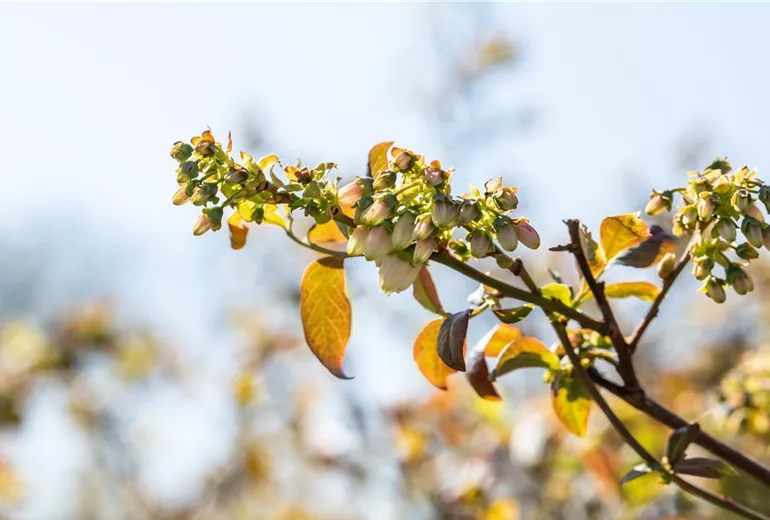 Vaccinium corymbosum 'Meader' Vaccinium corymbosum 'Meader'