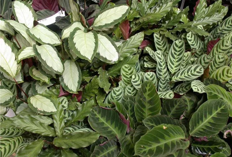 Calathea Calathea