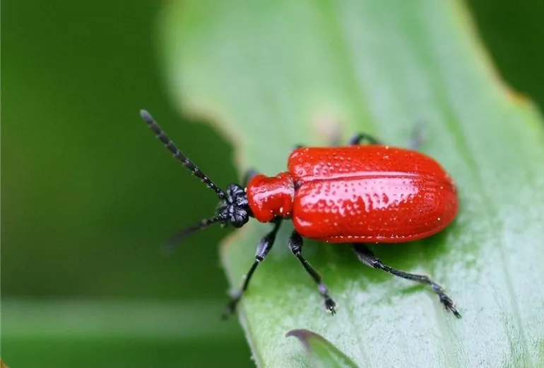 Lilienhähnchen Adult