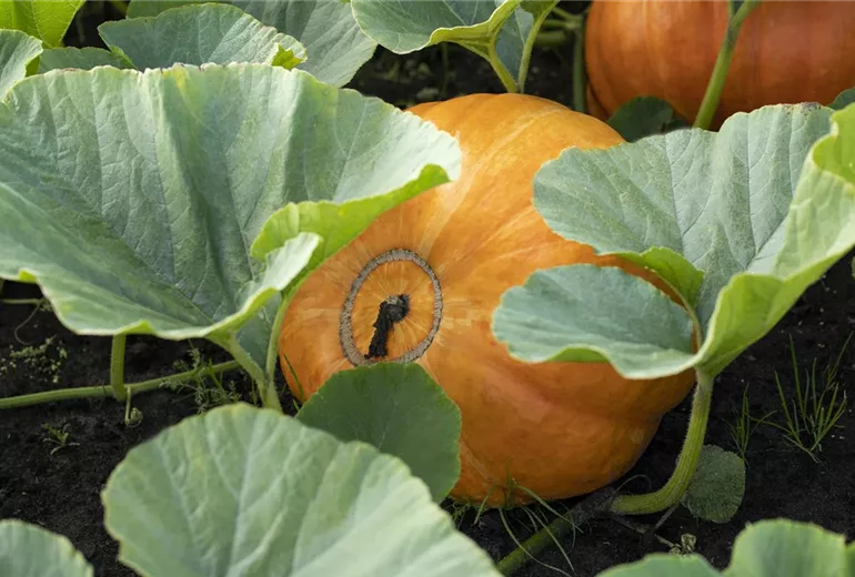 Cucurbita maxima Cucurbita maxima