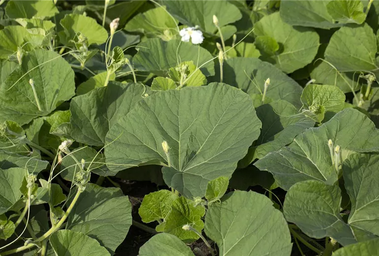 Cucurbita lagenaria Cucurbita lagenaria