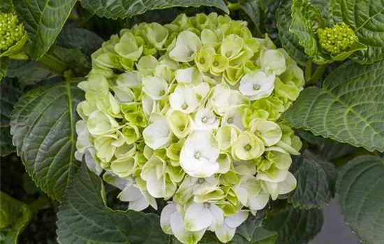 Ein bunter Garten dank der Hortensienvielfalt Ein bunter Garten dank der Hortensienvielfalt