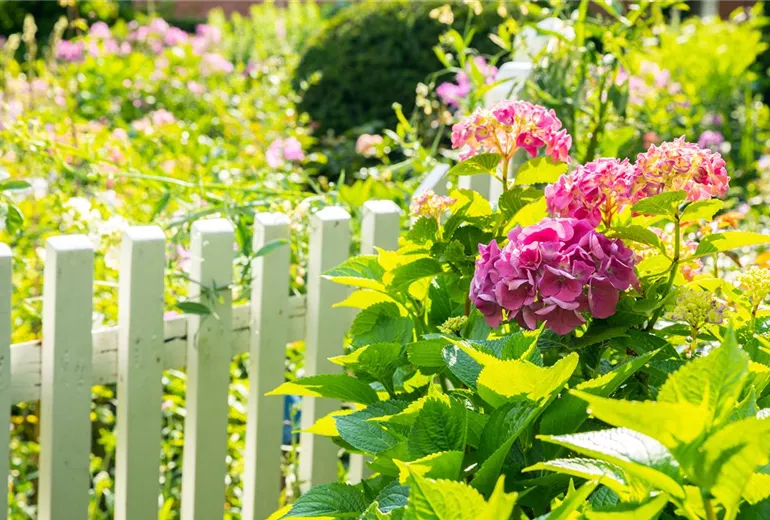 Hydrangea
