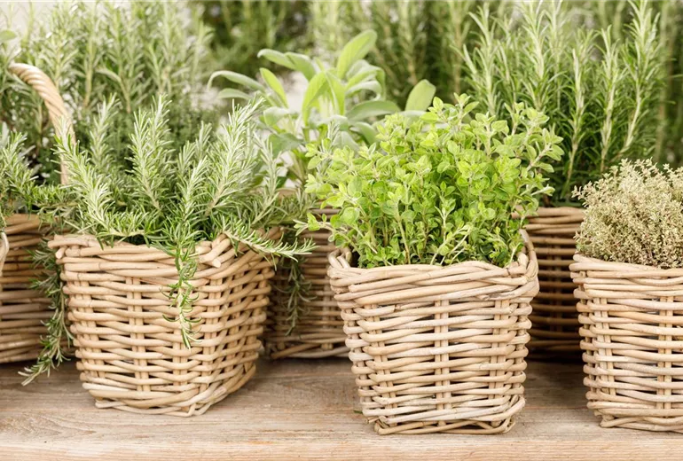 Origanum vulgare Origanum vulgare