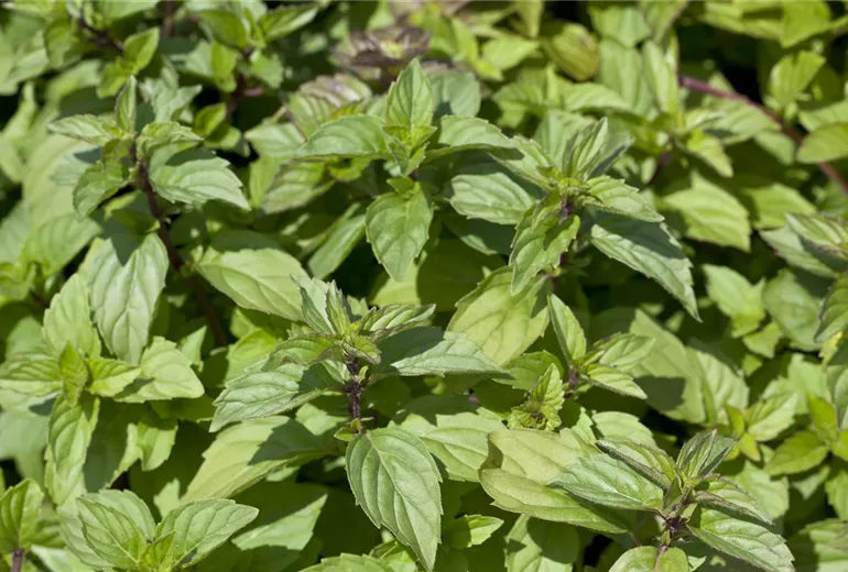 Mentha cordifolia Mentha cordifolia