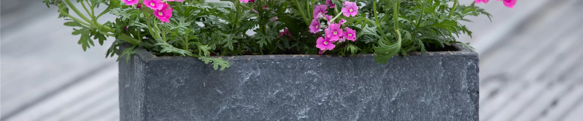 Verbena, pink Verbena, pink