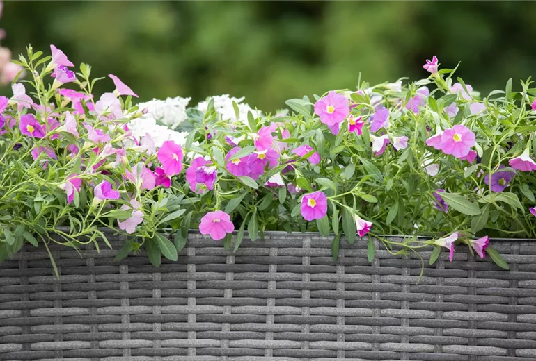 Calibrachoa, rosa Calibrachoa, rosa