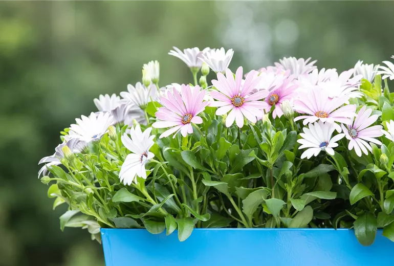 Osteospermum ecklonis, weiß Osteospermum ecklonis, weiß