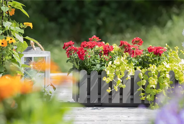 Verbena aufrecht, rot Verbena aufrecht, rot