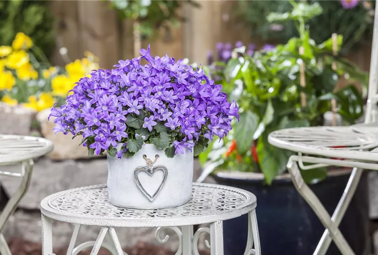 Campanula poscharskyana Campanula poscharskyana