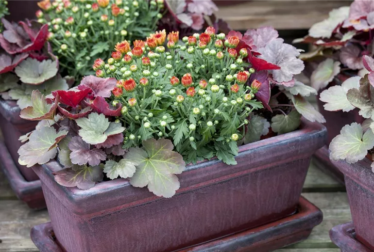 Chrysanthemum indicum Chrysanthemum indicum