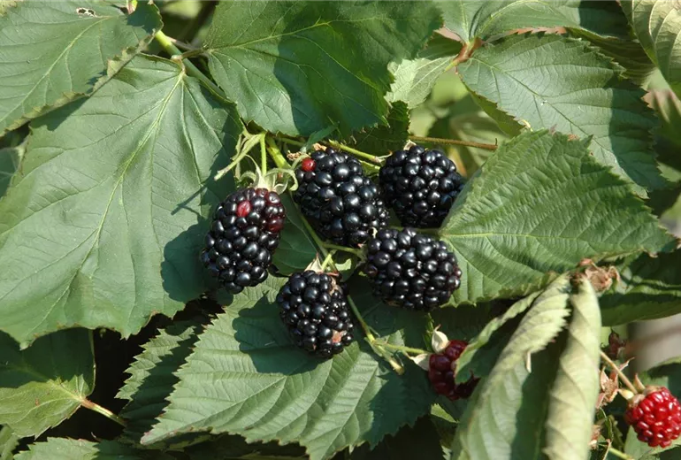 Rubus fruticosus Rubus fruticosus