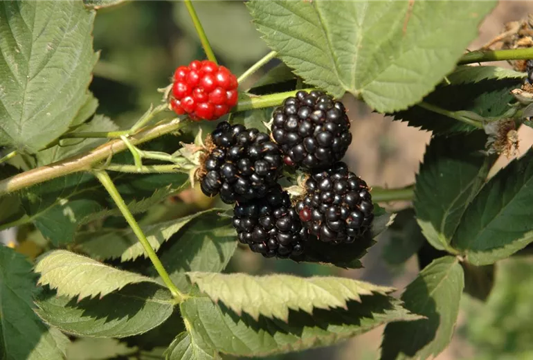 Rubus fruticosus Rubus fruticosus