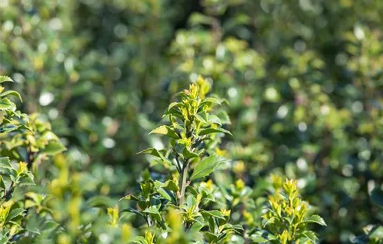 Immergrüne Laubgehölze für einzigartige Hecken und Gärten Immergrüne Laubgehölze für einzigartige Hecken und Gärten