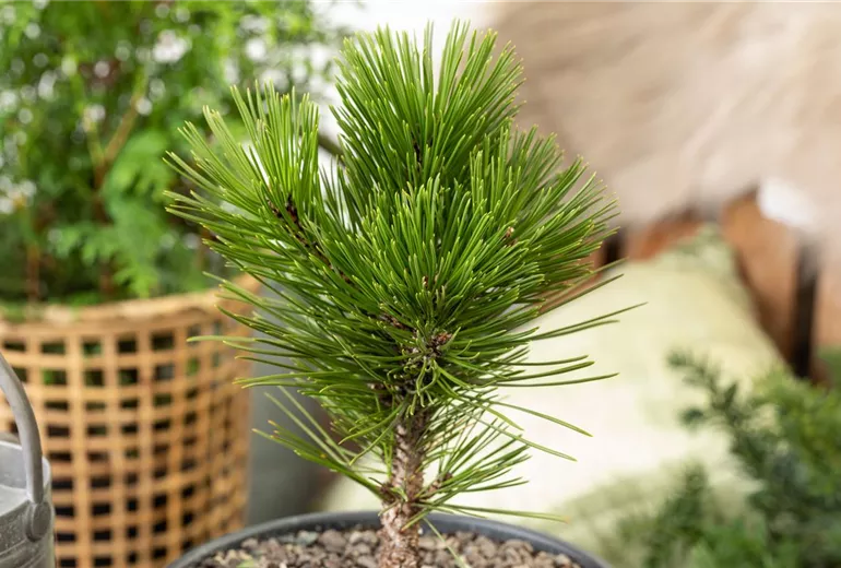 Koniferen, Bonsai Koniferen, Bonsai