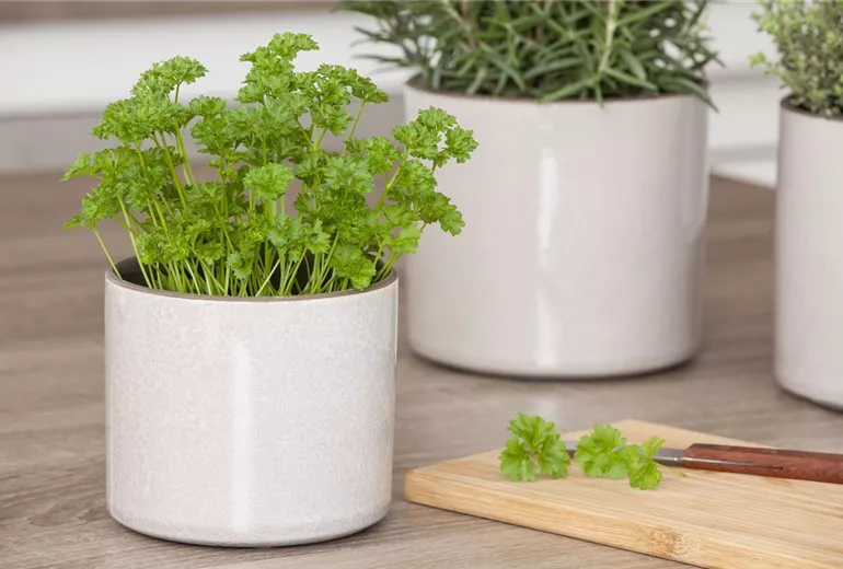 Petroselinum crispum 'Mooskrause 2'