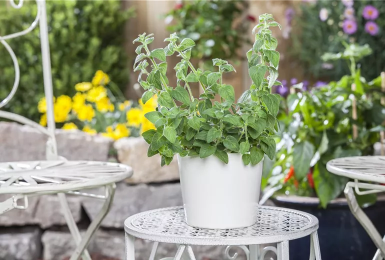 Melissa officinalis Melissa officinalis