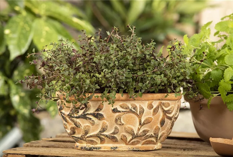 Thymus vulgaris Thymus vulgaris