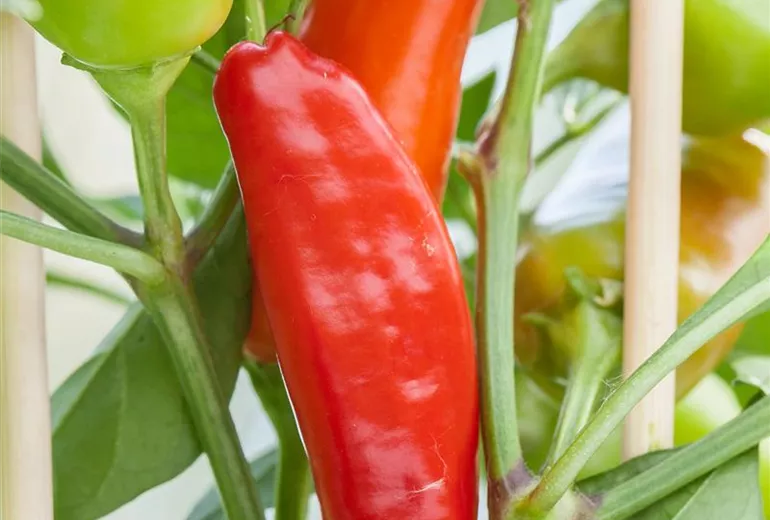 Capsicum annuum 'Pick-&-Joy'®