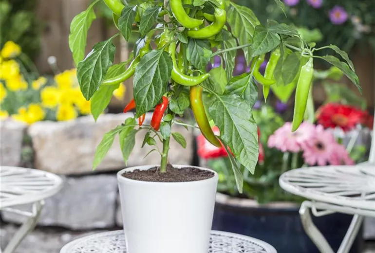 Capsicum annuum
