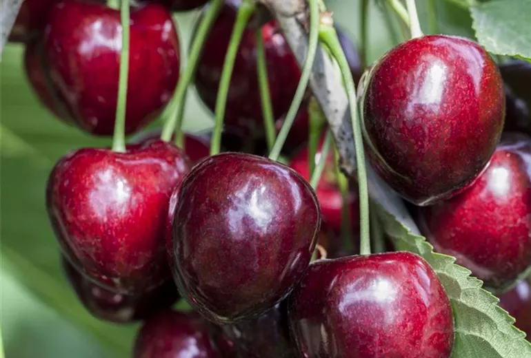 Prunus avium 'Kordia'® Prunus avium 'Kordia'®