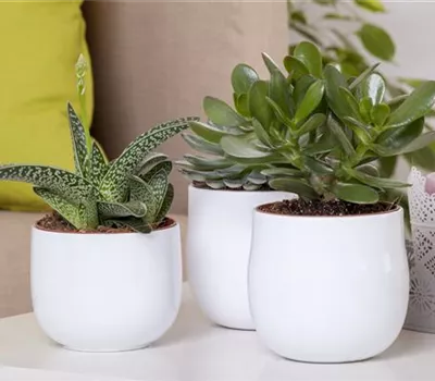 Aloe Vera - die Pflanze, die schön macht Aloe Vera - die Pflanze, die schön macht