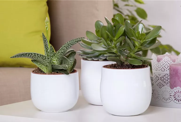 Aloe aristata 'Magic' Aloe aristata 'Magic'