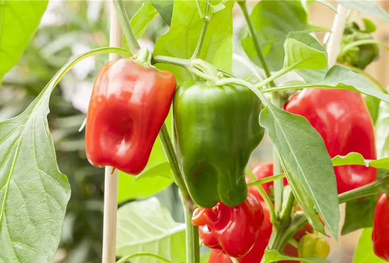 Capsicum annuum 'Jericho'