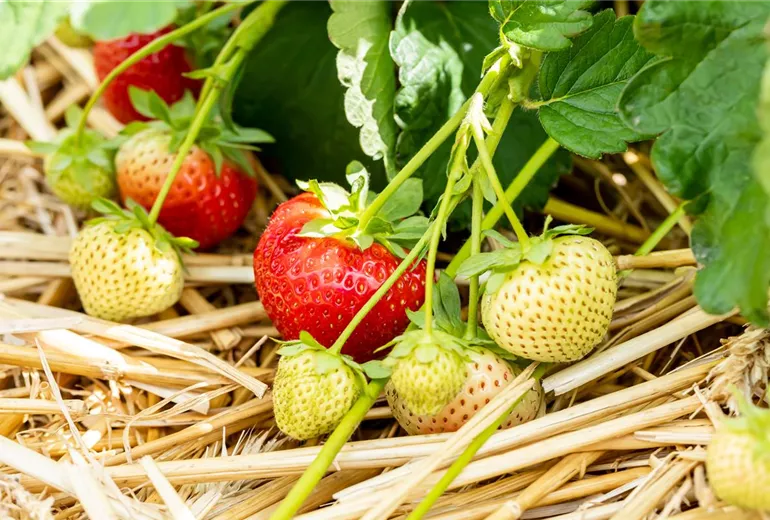 Fragaria x ananassa 'Sonsation'
