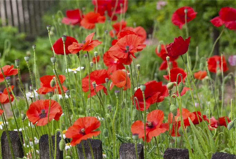 Papaver rhoeas Papaver rhoeas